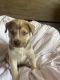 Mixed Puppies for sale in Tolleson, AZ 85353, USA. price: $350