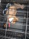 Mixed Puppies for sale in Indianapolis, IN, USA. price: NA