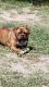 Mixed Puppies for sale in Ocala, FL 34472, USA. price: NA