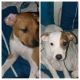 Mixed Puppies for sale in Bentonville, AR, USA. price: NA