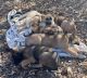 Mixed Puppies for sale in Maineville, OH 45039, USA. price: NA