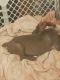 Mixed Puppies for sale in Mason, OH, USA. price: $350