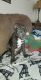 Mixed Puppies for sale in Calipatria, CA 92233, USA. price: NA
