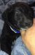 Mixed Puppies for sale in Grand Blanc, MI 48439, USA. price: NA