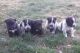 Mixed Puppies for sale in Alturas, CA 96101, USA. price: NA