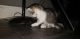 Mixed Cats for sale in Glendale, AZ, USA. price: $50