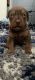 Mixed Puppies for sale in Hayward, CA, USA. price: $1,000