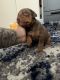 Mixed Puppies for sale in Hayward, CA, USA. price: $1,000
