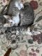 Mixed Cats for sale in McHenry, IL, USA. price: $50