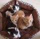 Mixed Cats for sale in California City, CA, USA. price: NA