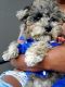 Mixed Puppies for sale in Cleveland, OH, USA. price: $2,600