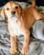 Mixed Puppies for sale in La Verne, CA 91750, USA. price: NA
