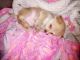 Mixed Puppies for sale in Auburndale, FL 33823, USA. price: $300
