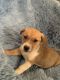 Mixed Puppies for sale in San Diego, CA, USA. price: $300