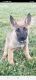 Mixed Puppies for sale in Roxboro, NC, USA. price: NA