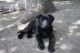 Mixed Puppies for sale in New Effington, SD 57255, USA. price: NA