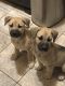 Mixed Puppies for sale in Laredo, TX, USA. price: $100