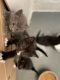 Mixed Cats for sale in Race Rd, Cincinnati, OH, USA. price: $40