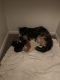Mixed Cats for sale in San Antonio, TX 78223, USA. price: NA