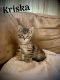 Mixed Cats for sale in Sandpoint, ID 83864, USA. price: NA