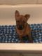 Mixed Puppies for sale in Perry, FL, USA. price: NA