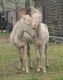 Mixed Horses for sale in Stuart, IA 50250, USA. price: $900