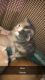 Mixed Cats for sale in Albuquerque, NM, USA. price: $25