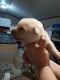 Mixed Puppies for sale in Colorado Springs, CO, USA. price: $400