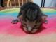 Mixed Cats for sale in Colorado Springs, CO, USA. price: $400