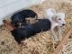 Mixed Puppies for sale in Yelm, WA, USA. price: $400