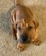 Mixed Puppies for sale in East Hartford, CT, USA. price: NA