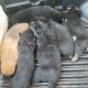 Mixed Puppies for sale in Mt Hermon, LA 70450, USA. price: NA