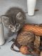 Mixed Cats for sale in Spring, TX 77379, USA. price: $50