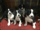 Mixed Puppies for sale in Rochester, NY, USA. price: $550