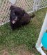 Mixed Puppies for sale in Spring Lake, NC, USA. price: $700
