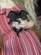 Mixed Puppies for sale in Marcy, NY 13403, USA. price: NA
