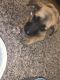 Mixed Puppies for sale in Beaumont, TX 77710, USA. price: NA