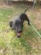Mixed Puppies for sale in Mantachie, MS 38855, USA. price: $800