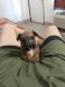 Mixed Puppies for sale in Twentynine Palms, CA 92277, USA. price: NA