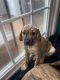 Mixed Puppies for sale in Coatesville, PA 19320, USA. price: NA