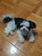 Mixed Puppies for sale in Yonkers, NY 10704, USA. price: NA