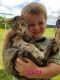 Mixed Cats for sale in Barto, PA 19504, USA. price: NA