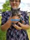 Mixed Cats for sale in Barto, PA 19504, USA. price: $100
