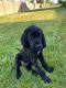 Mixed Puppies for sale in Lehi, UT, USA. price: $500