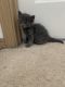 Mixed Cats for sale in Puyallup, WA 98373, USA. price: $120