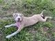 Mixed Puppies for sale in Pinellas Park, FL 33781, USA. price: NA