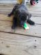 Mixed Puppies for sale in Smyrna, TN 37167, USA. price: NA
