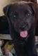 Mixed Puppies for sale in Albuquerque, NM, USA. price: NA
