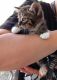 Mixed Cats for sale in Orlando, FL, USA. price: $60