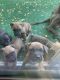 Mixed Puppies for sale in Bakersfield, CA, USA. price: $100